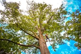 Best Tree Removal  in Panther Valley, NJ
