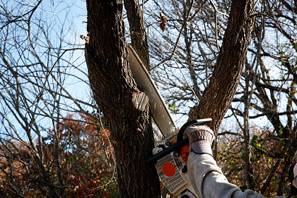 Panther Valley, NJ Tree Care Company